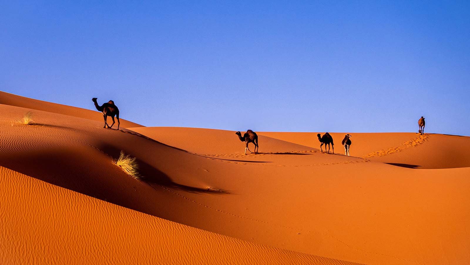 Merzouga Desert Camp – Morocco Desert Tour